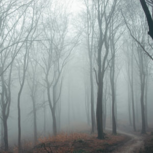 Leafless trees in the autumn forest Leafless trees in the autumn forest